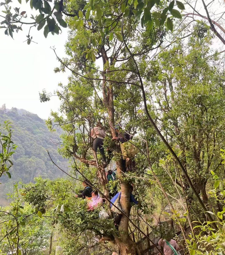 2021 Wild Yunnan Ancient Tree Black Tea - Tea and Whisk