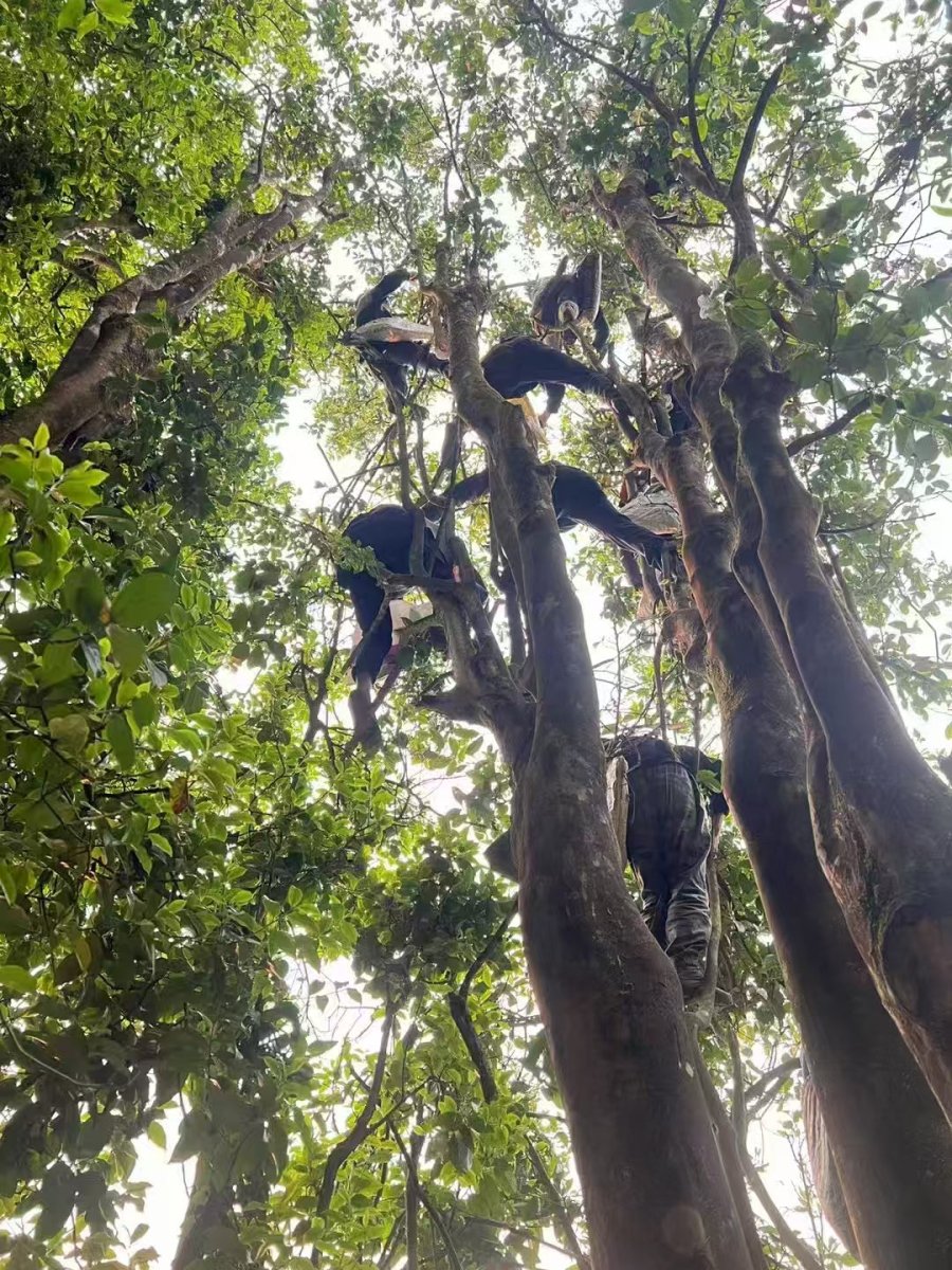 2021 Wild Yunnan Ancient Tree Black Tea - Tea and Whisk