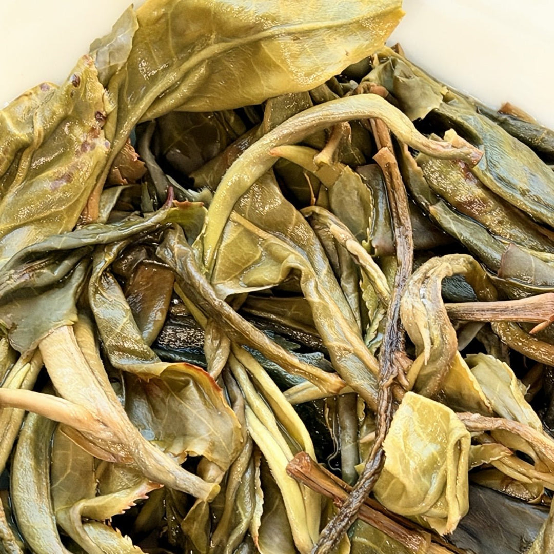 2026 Hexinqu Ancient Tree Jingmai Sheng Puerh - Tea and Whisk