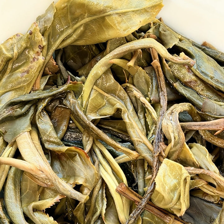 2026 Hexinqu Ancient Tree Jingmai Sheng Puerh - Tea and Whisk