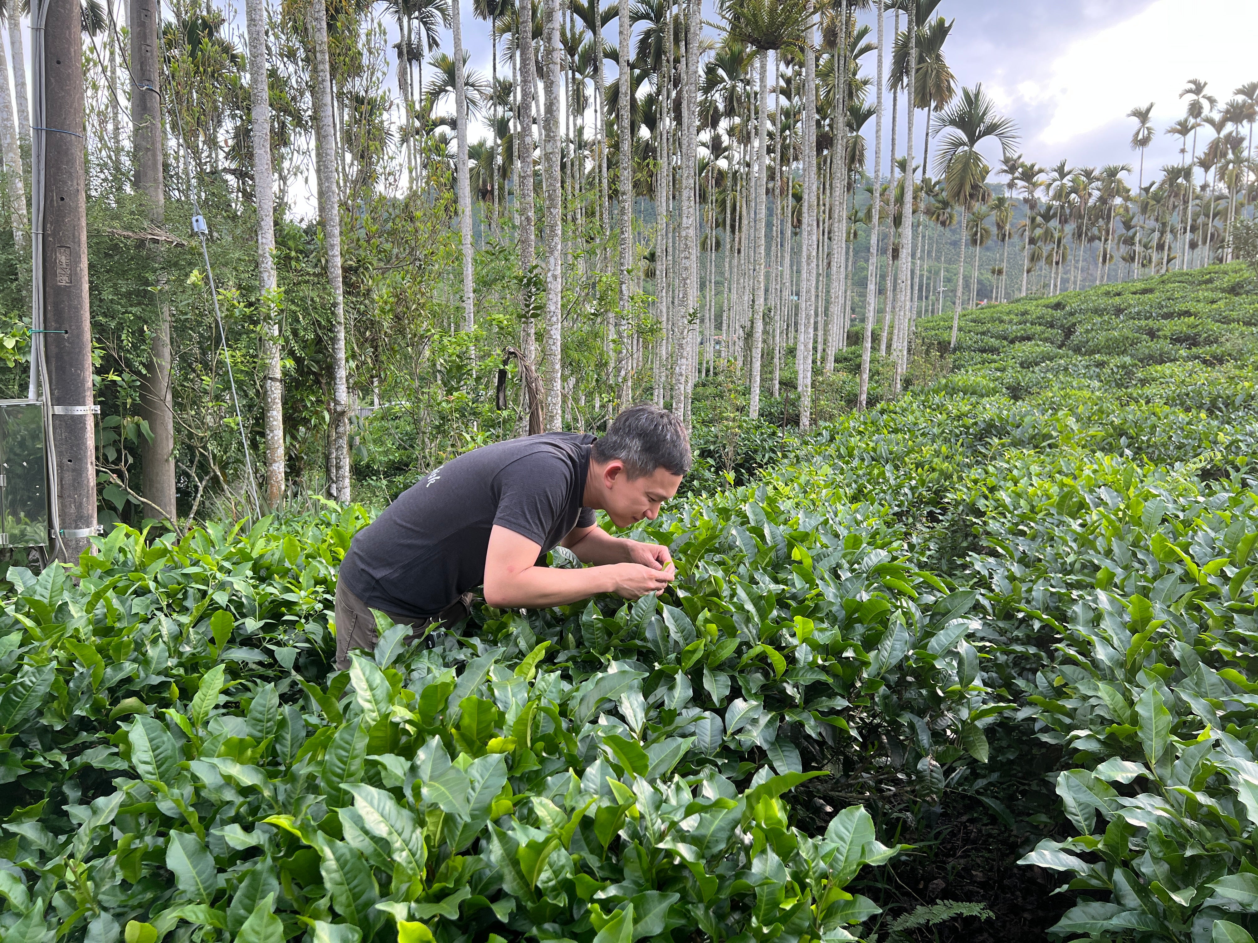 Nantou Taiwan Tea Farm