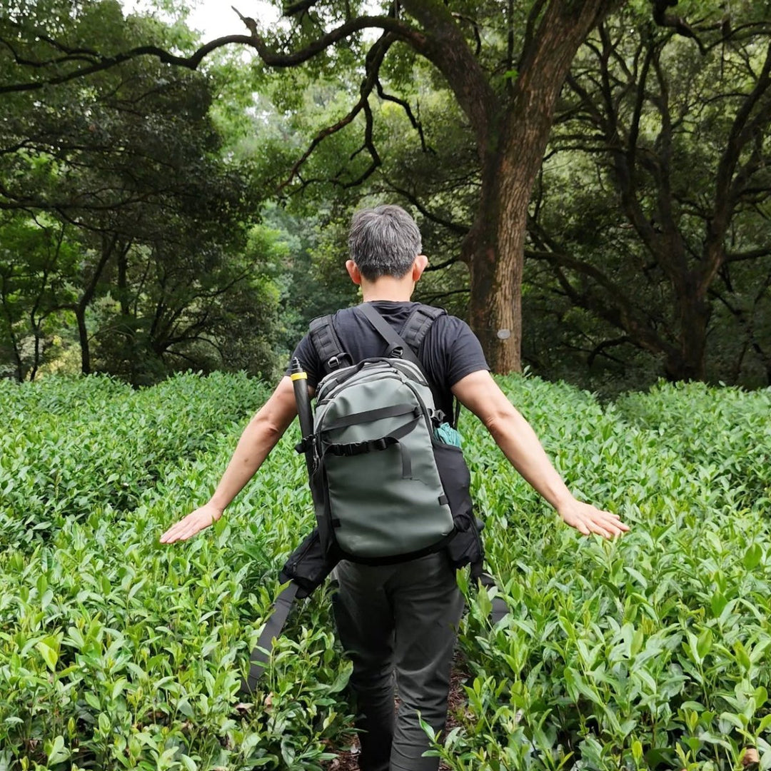Authentic Shifeng Long Jing Green Tea Reserve - Tea and Whisk