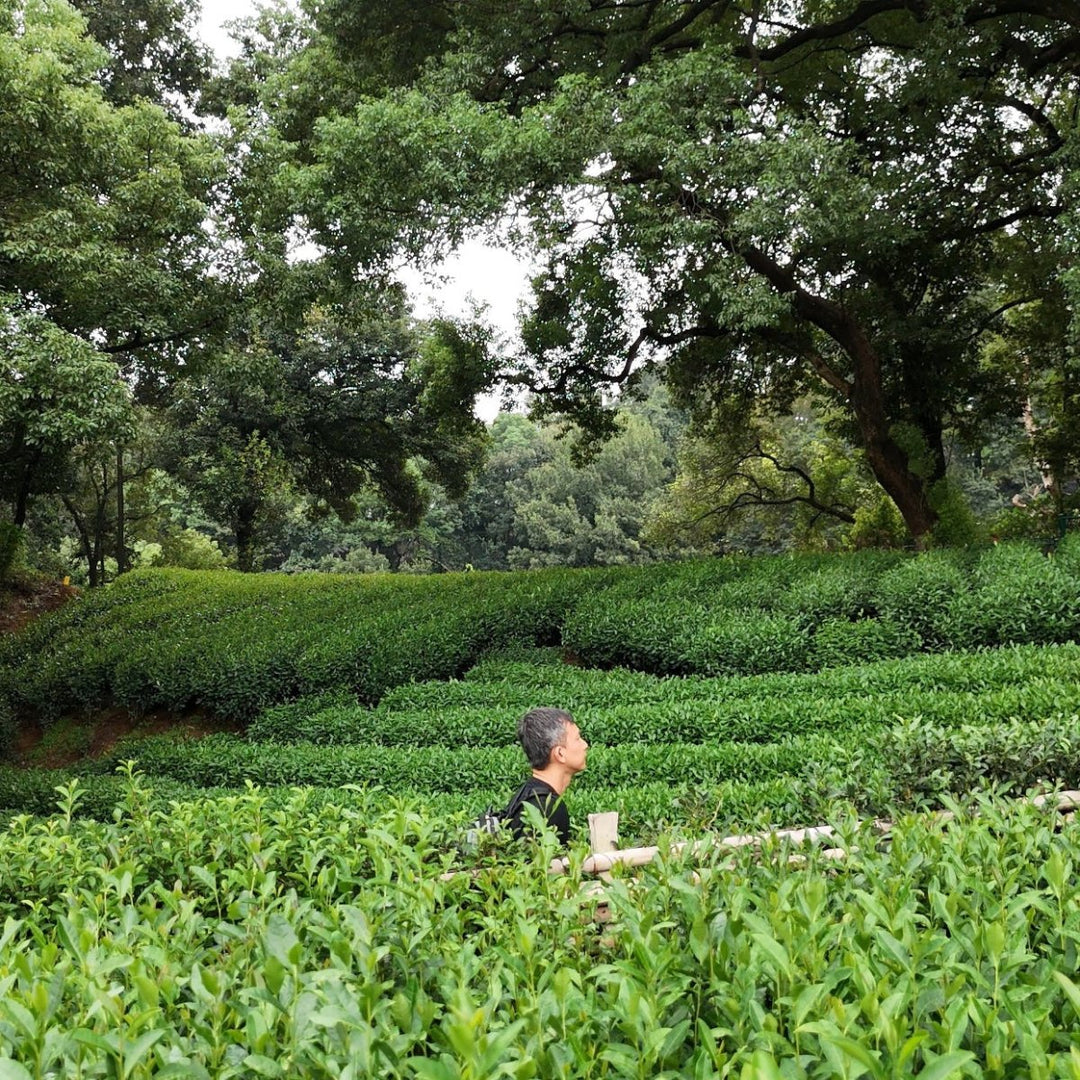 Authentic Shifeng Long Jing Green Tea Reserve - Tea and Whisk