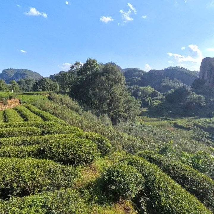 Best Wuyi Yancha Oolong Tea Experience China Trip 2024 - Tea and Whisk