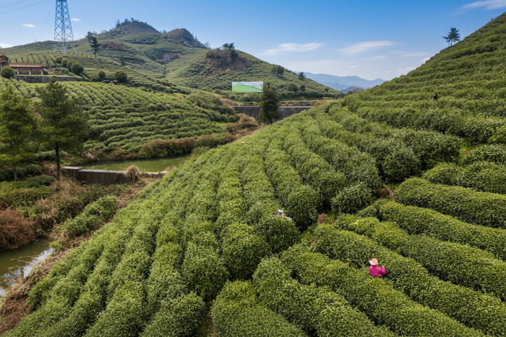 First - pick Duyun Maojian Green Tea - Tea and Whisk