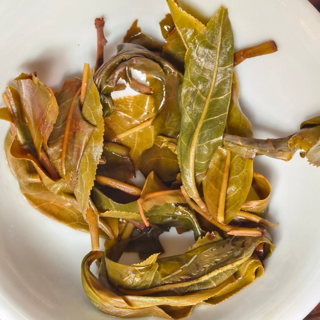 Motherland Ancient Tree Gushu Xigui Raw Puerh - Limited Batch - Tea and Whisk