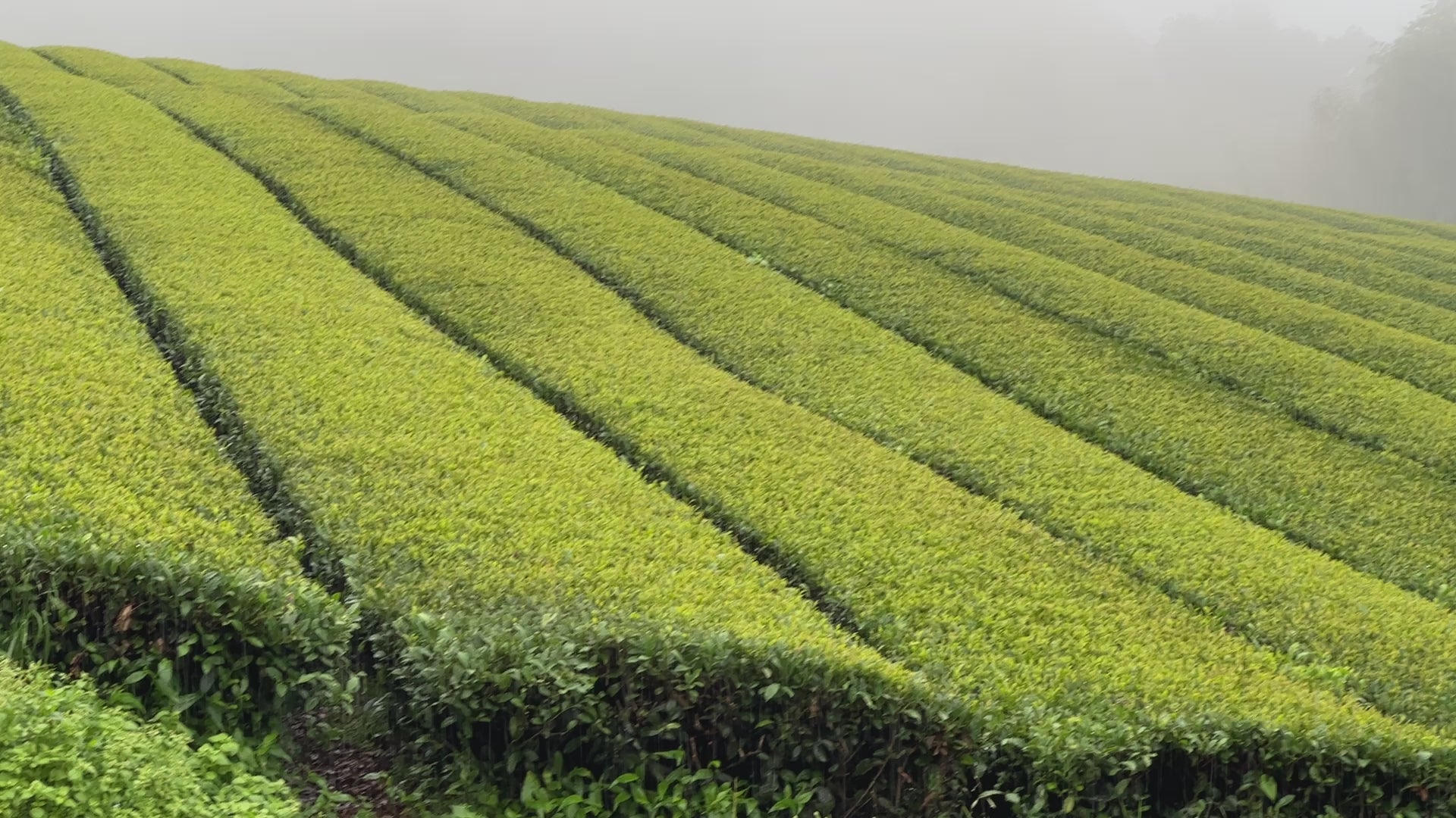 Oita Shincha Tamaryokucha