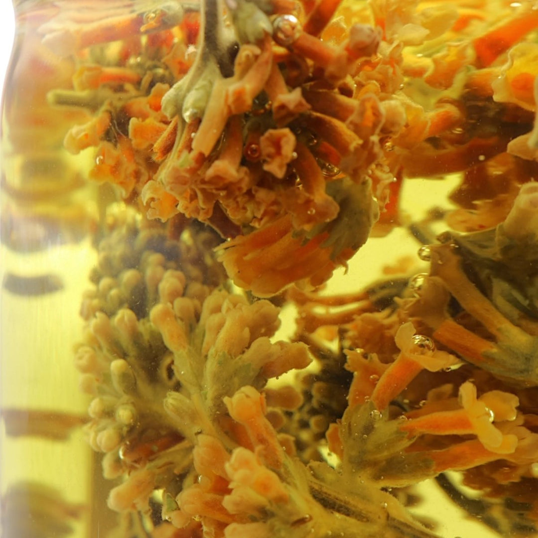 Sichuan Honey Lemon Flower (Pesticide-Free) PREORDER - Tea and Whisk