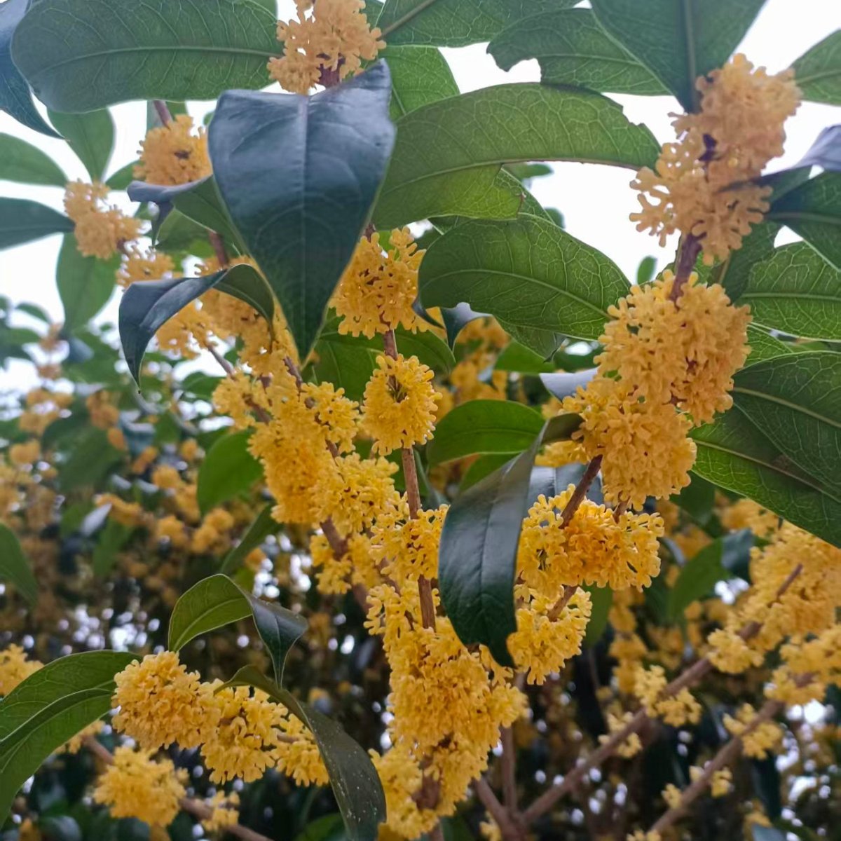 Superior Single Cultivar Jinqiu Osmanthus – Tea and Whisk