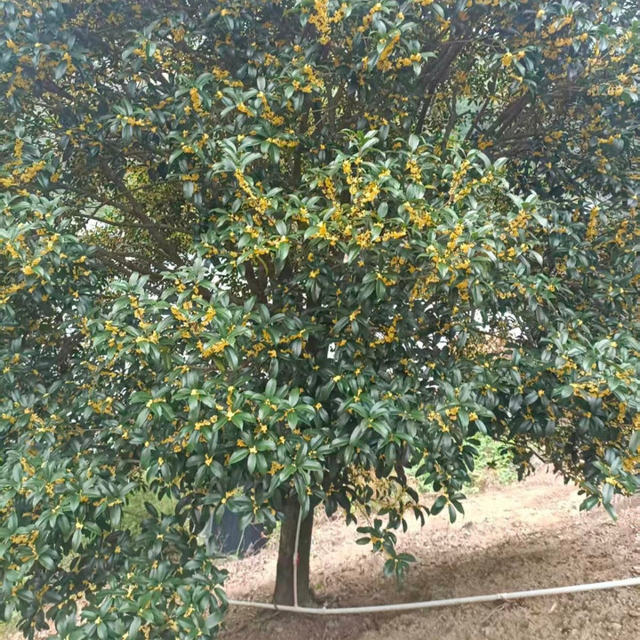 Superior Single Cultivar Jinqiu Osmanthus - Tea and Whisk